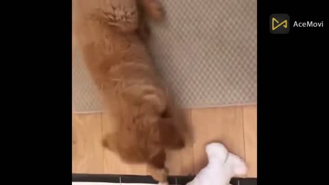 Funny animal videos 🤣