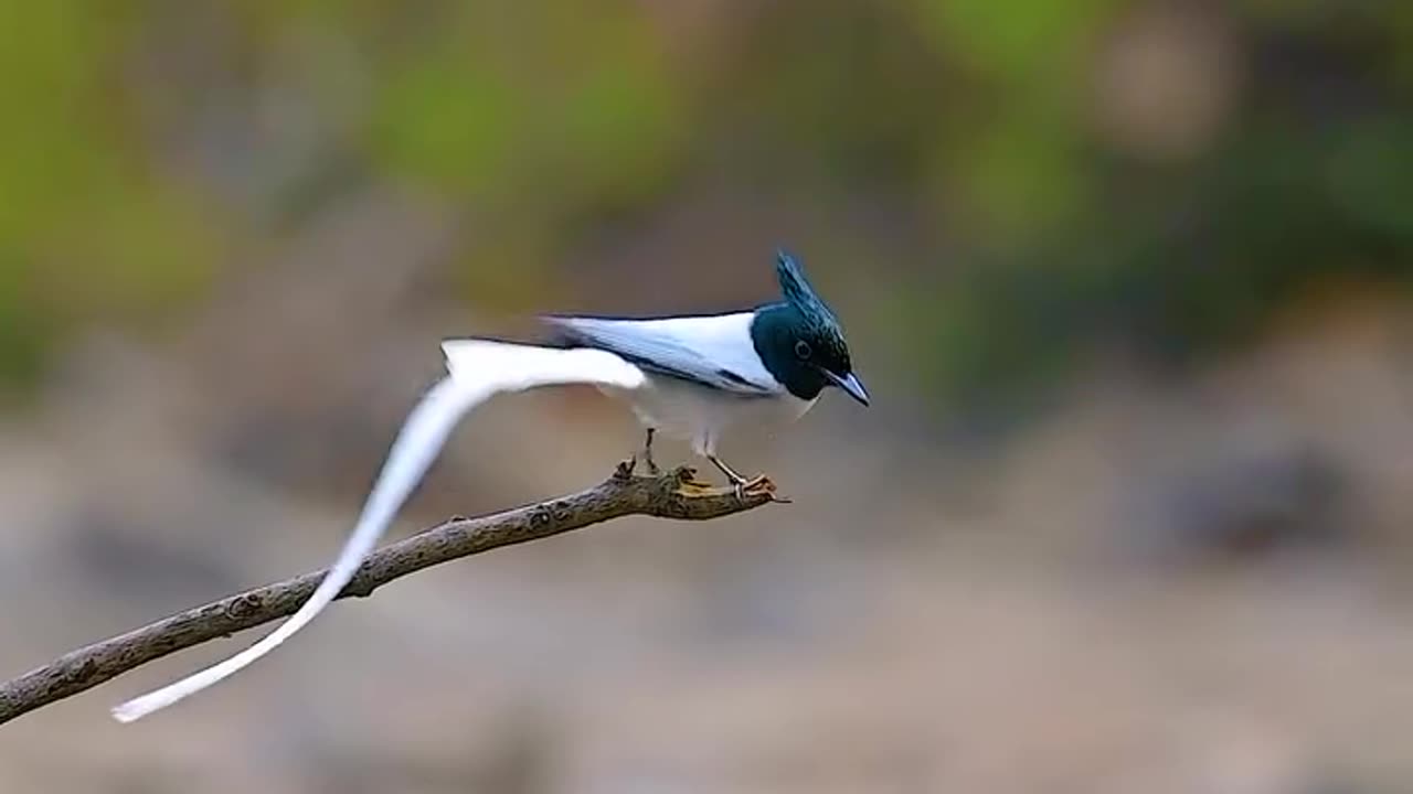 Wildlife and Funs