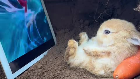 Rabbit watch tablet