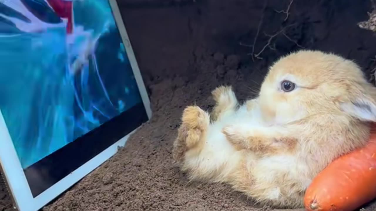 Rabbit watch tablet