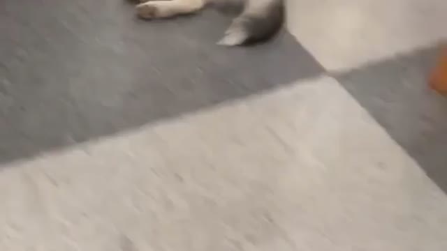Don't forget to save the cuteness for later!🔖
