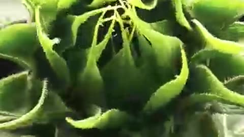 35 second sunflower 🌻🌞🌻 time lapse