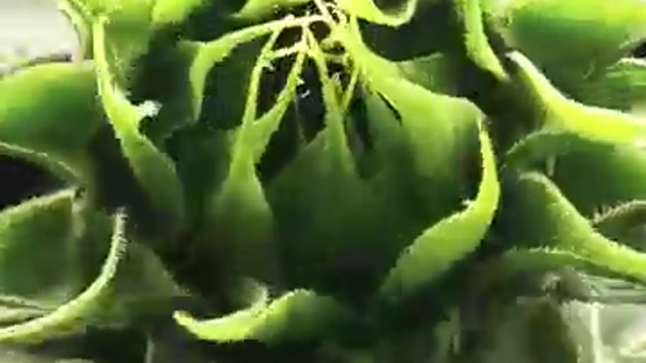 35 second sunflower 🌻🌞🌻 time lapse