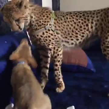 Cachorro y guepardo juegan juntos adorablemente