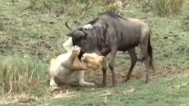 A lion captured a wildebeest, accident happened next second