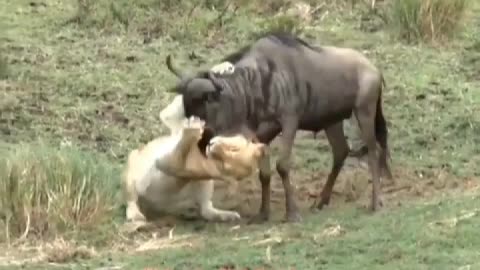 A lion captured a wildebeest, accident happened next second