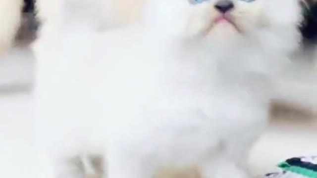 Cute Persian cat saying meow😻