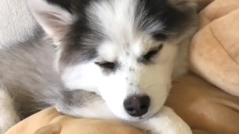 Stupid puppy starts liking humans as soon as he gets patted on the head