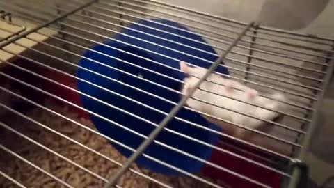 Hamster Walks Upside Down While Climbing the Ceiling of Their Cage