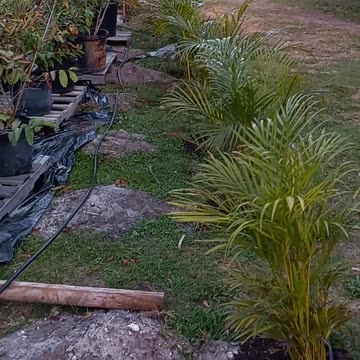 Consolidating trees farm. Pink guava trees