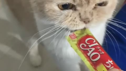 Pay attention to the cat's paws eating a snack!