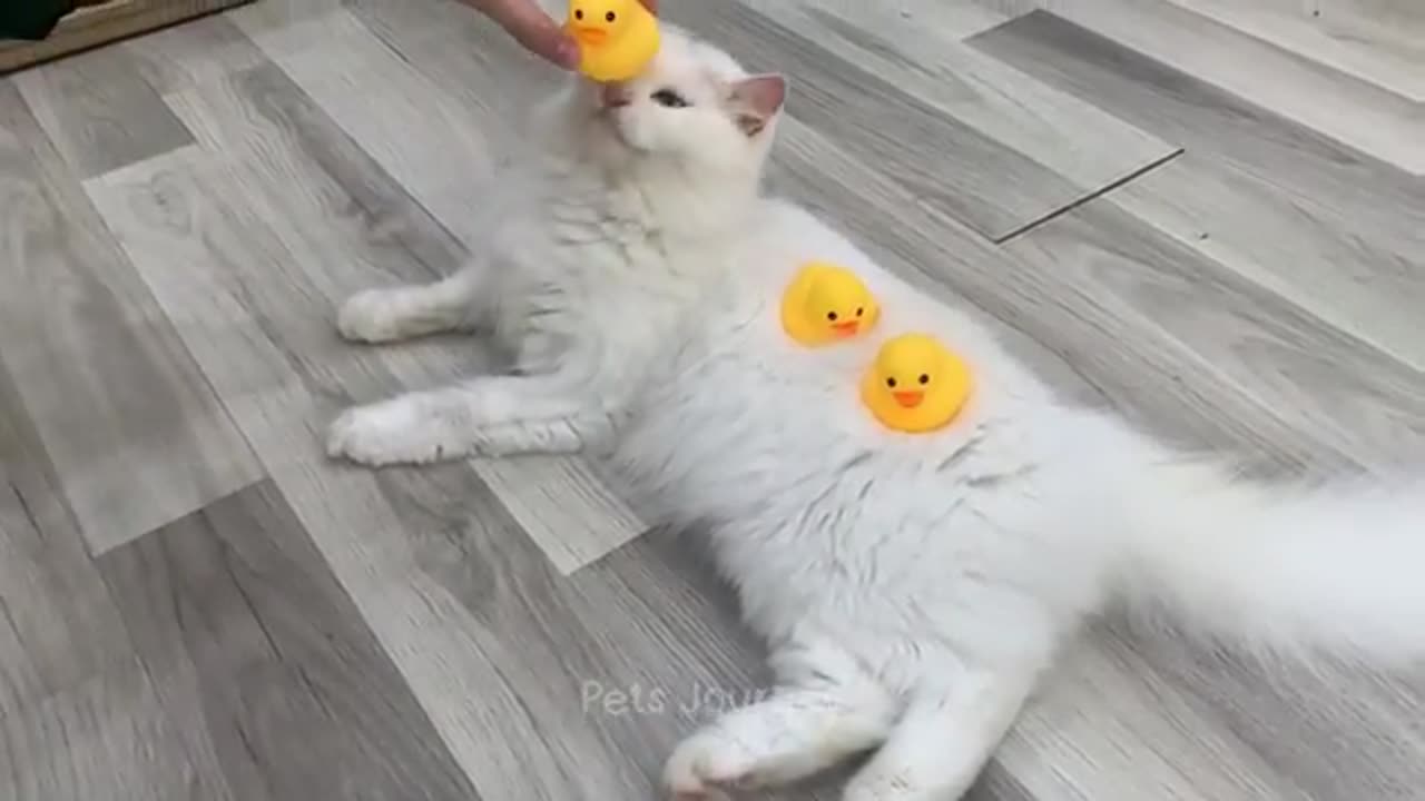 Funny animal video