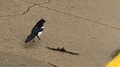 A Bird eating alive bat.