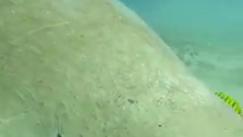 This is dugong