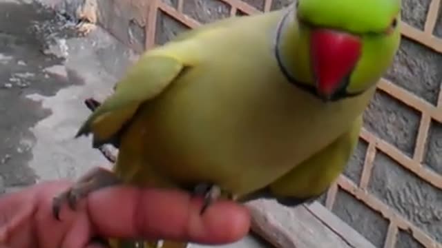 Talking parrot in my village in pakistan