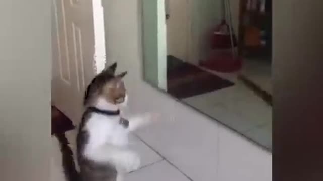 Dancing cat