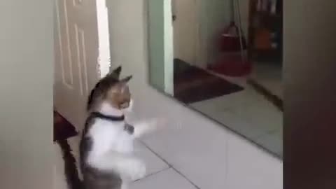 Dancing cat