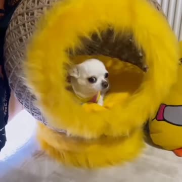 🤣😂👉🐶Look what he's doing.