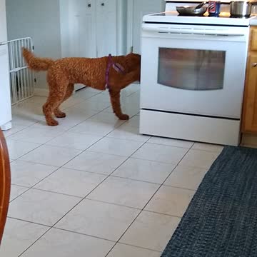 Dolly Doodle wants dinner