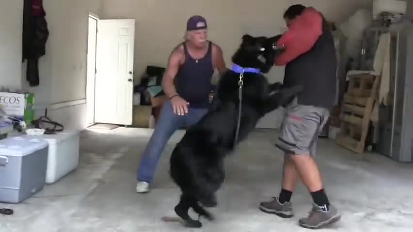 How To Train Dog Become Fully Aggressive With Few Simple Triks