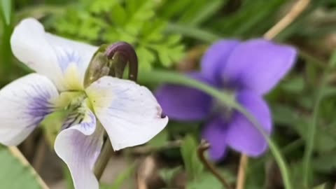 New Spring Violets