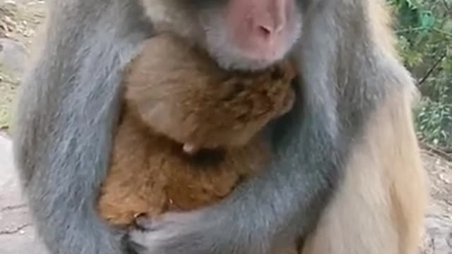 cute baby monkey pet