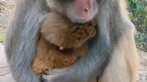 cute baby monkey pet