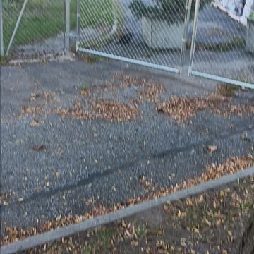 Woodchuck or groundhog.