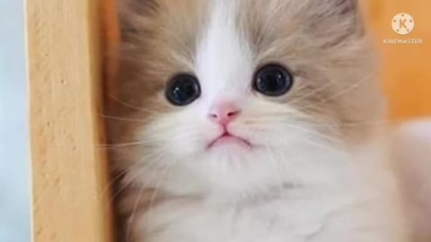 nice my cute cat video