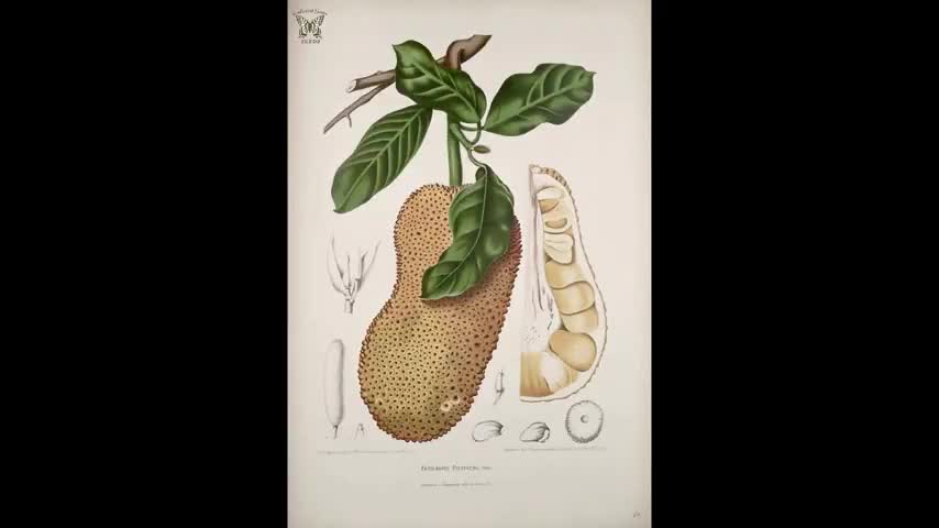 Bitchute Exclusive Video 57 Cempedak Domestication