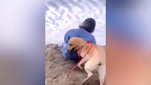 Don't miss the end Funny Animal funniest movements