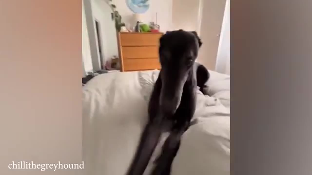 Funny Animals on display