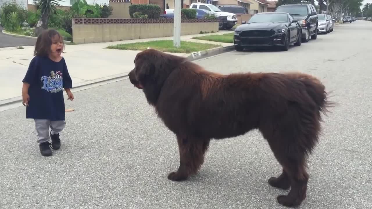 Giant Newfoundland Dog gives good luck kisses