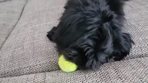 Dog throwing a ball