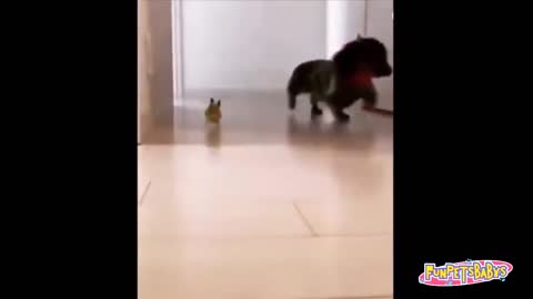 wonderful little animals