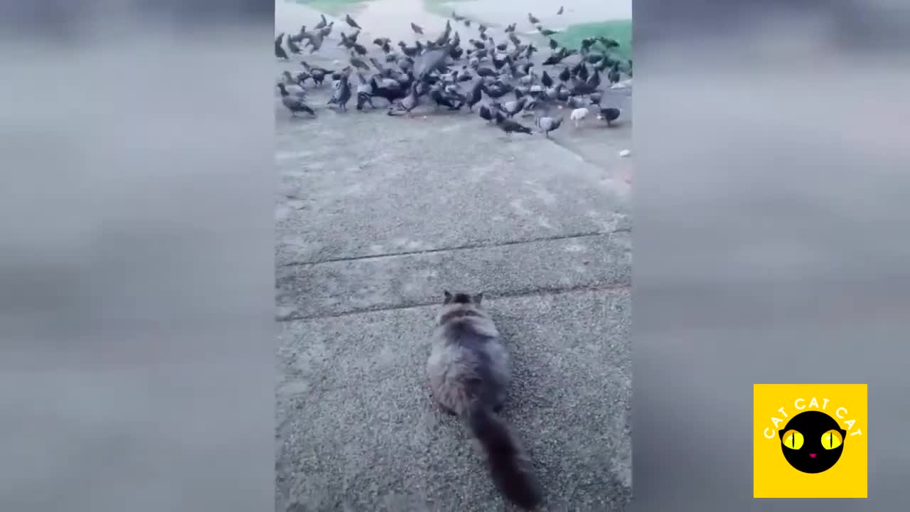 Funny Cats Compilation #2 -Best CAT CAT CAT ever-