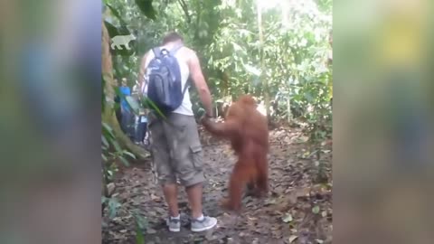 Funny # monkey # video