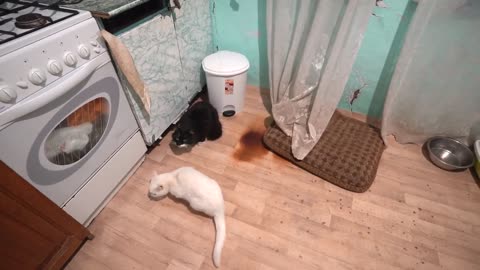 Котенок и Кот с Собакой