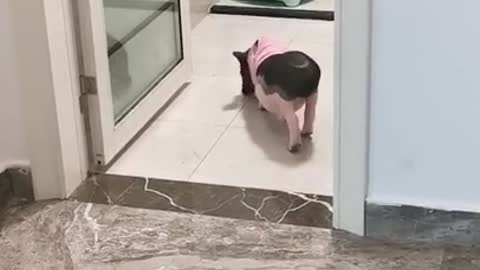 funny animals mini pig