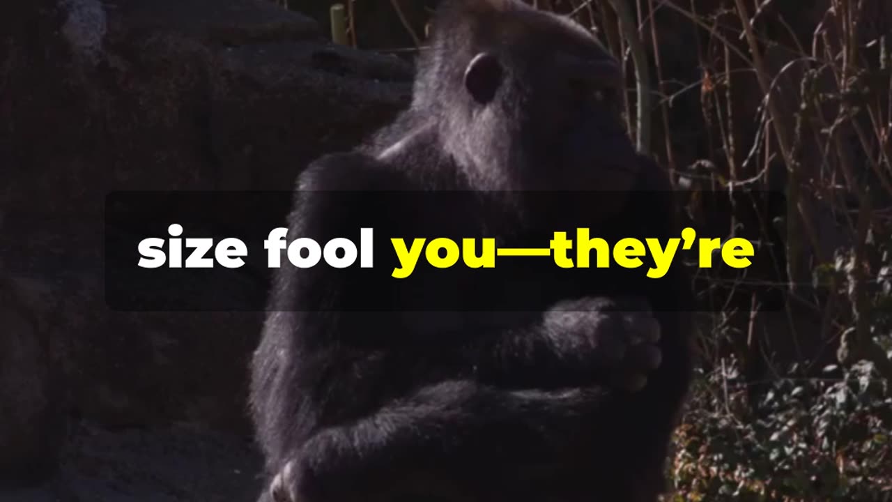 What is the Surprising Reality of Gorillas ?