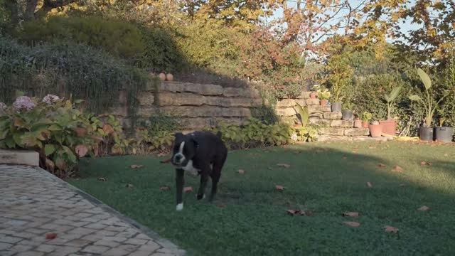 Black dog playing in a garden_batch