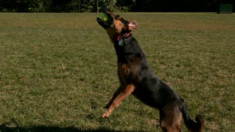 Slow Motion Dog Jumping To Catch Tennis Ball