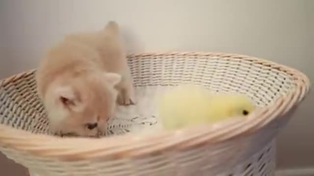 Funny kitten & tiny chicken