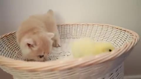 Funny kitten & tiny chicken