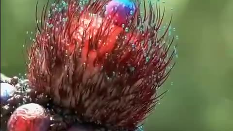 The wonderful world of mushrooms