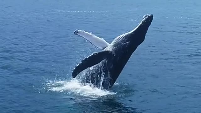 Humpback Whale breaching in La Jolla Cove!