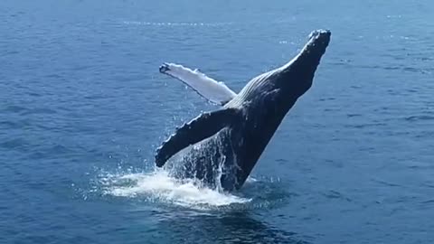 Humpback Whale breaching in La Jolla Cove!