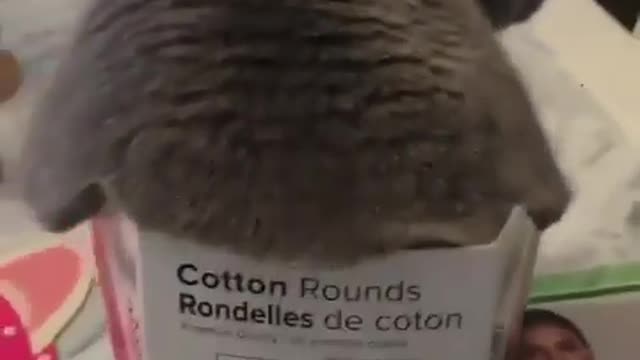 Cute Cat Finds A New Box To Cuddle In - Cats Love Boxes