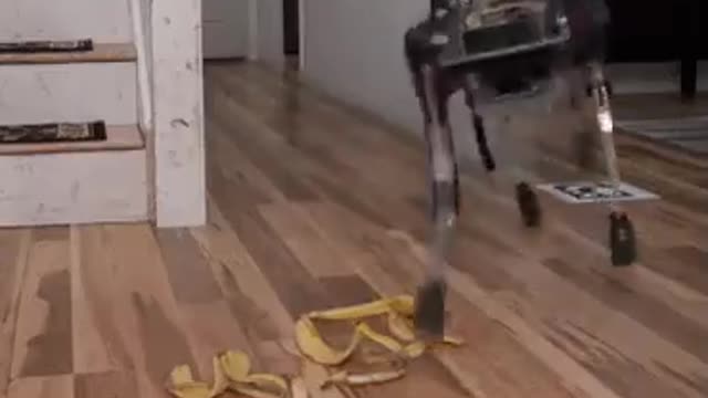 A Robot Doggo dies on its first test