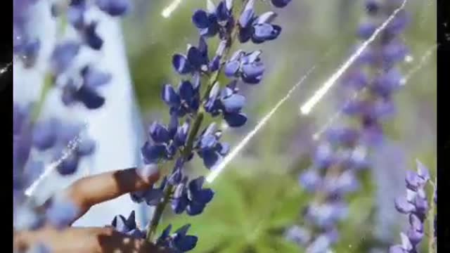 The Lilac Fragrance set off the gossamer wings